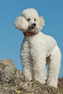 Poodle: Big white poodle, giant poodle standing on rocks