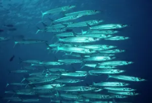 Barracudas: Bigeye / Blackspot BARRACUDA - shoal