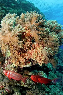 Johns: Bigeye Fish - St. Johns