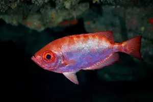 Snapper: Bigeye glasseye snapper (Heteropriacanthus cruentatus)