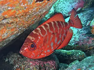 Snapper: Bigeye glasseye snapper (Heteropriacanthus cruentatus)