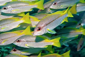 Lutjanus: Bigeye Snapper - school