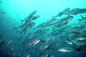 Caranx: Bigeye Trevally