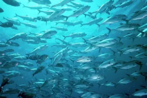 Caranx: Bigeye Trevally