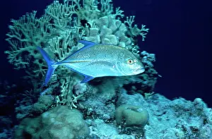 Caranx: Bigeye Trevally