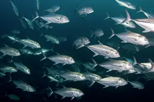Caranx: Bigeye Trevally