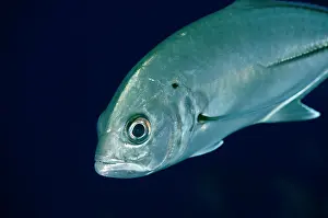 Jack: Bigeye Trevally