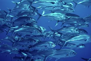 Caranx: Bigeye trevally - Common along reef drop offs