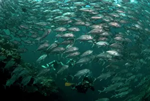 Shoaling: Bigeye Trevally diver photographing school