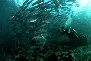 Shoaling: Bigeye Trevally diver photographing school