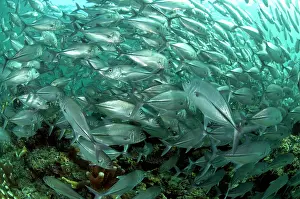 Shoaling: Bigeye Trevally school