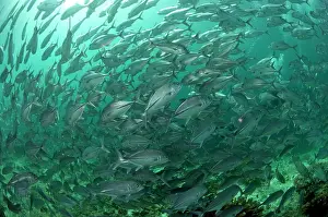 Shoaling: Bigeye Trevally school