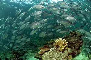 Shoaling: Bigeye Trevally school