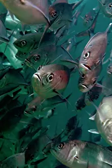 Caranx: Bigeye Trevally school
