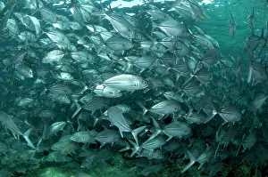 Shoaling: Bigeye Trevally school
