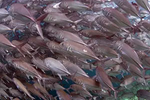 Sipadan: Bigeye Trevally school