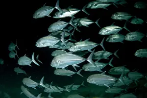 Shoaling: Bigeye Trevally school in cave