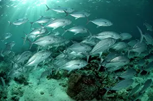 Shoaling: Bigeye Trevally school with sun
