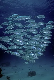 Caranx: Bigeye Trevally - shoal, common along reef dropoffs