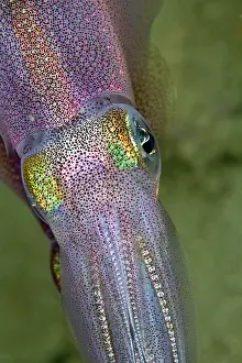 Lessoniana: Bigfin Reef Squid