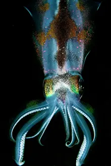 Lessoniana: Bigfin Reef Squid