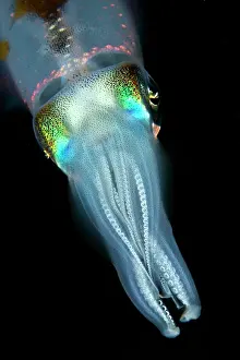 Lessoniana: Bigfin Reef Squid
