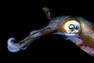 Lessoniana: Bigfin Reef Squid