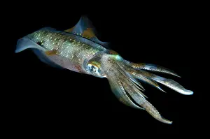 Oval: Bigfin Reef Squid