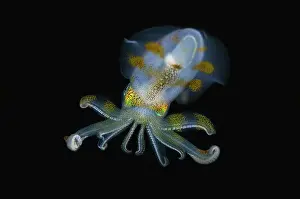 Oval: Bigfin Reef Squid