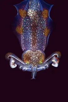 Oval: Bigfin Reef Squid