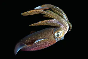Tentacle: Bigfin Reef Squid