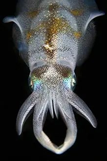 Transparent: Bigfin Reef Squid