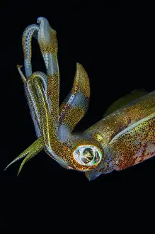 Straits: Bigfin Reef Squid