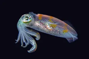 Straits: Bigfin Reef Squid