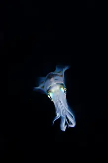 Straits: Bigfin Reef Squid