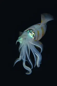 Straits: Bigfin Reef Squid