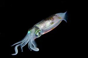 Straits: Bigfin Reef Squid