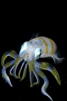 Mollusca: Bigfin Reef Squid