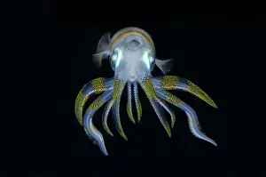 Mollusca: Bigfin Reef Squid