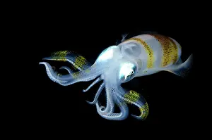 Mollusca: Bigfin Reef Squid