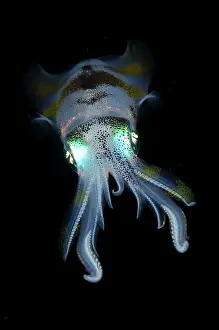 Mollusca: Bigfin Reef Squid