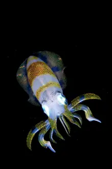 Mollusca: Bigfin Reef Squid