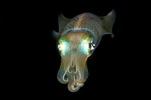 Ampat: Bigfin Reef Squid