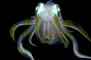 Mollusca: Bigfin Reef Squid