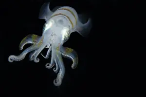 Strait: Bigfin Reef Squid