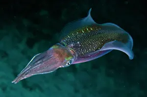 Tentacle: Bigfin Reef Squid