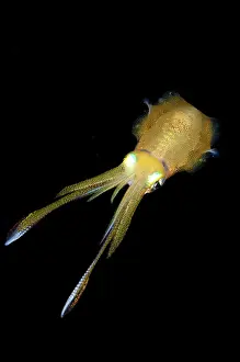 Straits: Bigfin Reef Squid