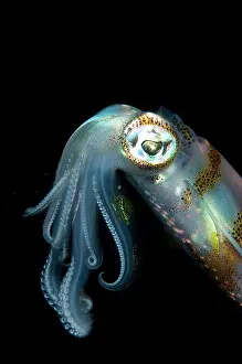 Straits: Bigfin Reef Squid