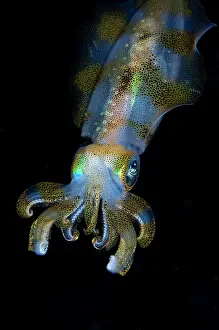 Straits: Bigfin Reef Squid
