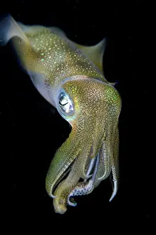 January: Bigfin Reef Squid